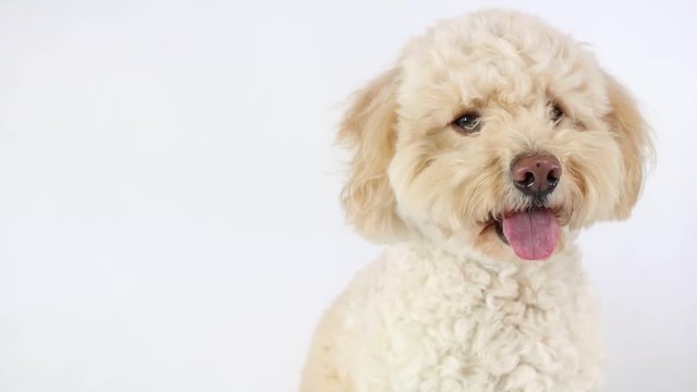 Happy Labradoodle on White Background