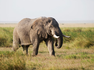 Naklejka na ściany i meble Elephants in Amboseli Nationalpark, Kenya, Africa