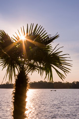 Traumhafter Blick über einen See gegen die Sonne, im Vordergrund eine Palme durch deren Blätter die Sonne als Sonnenstern scheint mit Spiegelung der Abendsonne im Wasser erweckt Urlaubsgefühle