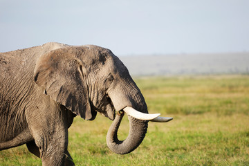 Elephants in Amboseli Nationalpark, Kenya, Africa