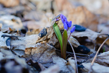 blooming blue snowdrop, primroses on a happy spring day in the forest