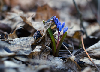 blooming blue snowdrop, primroses on a happy spring day in the forest