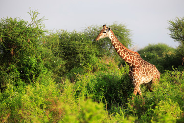 Massai-Giraffe in Tsavo East National Park, Kenya, Africa