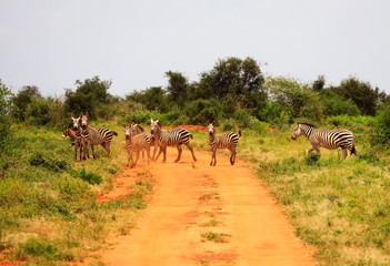 Obraz premium Zebras crossing the street in Tsavo West National Park, Kenya, Africa
