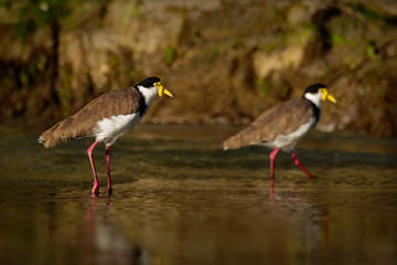 Vanellus miles - Masked Lapwing, wader from Australia and New Zealand. Shore bird with yellow beak, brown back and wings and red legs staying in the water