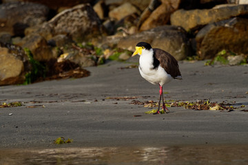 Vanellus miles - Masked Lapwing, wader from Australia and New Zealand. Shore bird with yellow beak, brown back and wings and red legs staying in the water