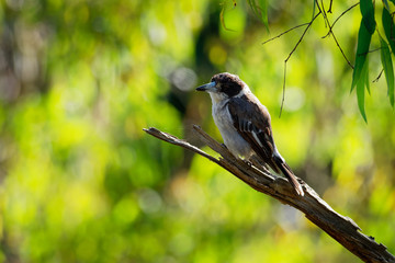 Grey butcherbird - Cracticus torquatus  is a widely distributed species endemic to Australia, occurs in a range of different habitats, has a characteristic rollicking birdsong