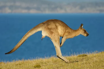 Badkamer foto achterwand Macropus giganteus - Oostelijke grijze kangoeroe buideldier gevonden in oostelijk derde deel van Australië, ook bekend als de grote grijze kangoeroe en de boswachter kangoeroe. Springen in de kuststruik © phototrip.cz