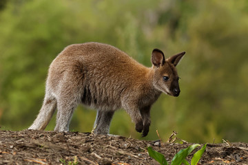 Bennett's wallaby - Macropus rufogriseus, also red-necked wallaby, medium-sized macropod marsupial, common in eastern Australia, Tasmania, introduced to New Zealand, England - obrazy, fototapety, plakaty