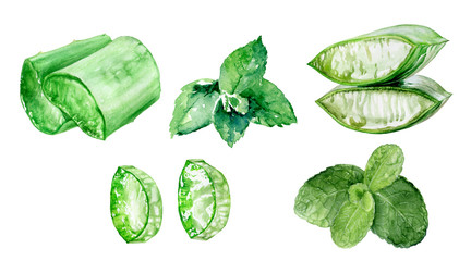 Aloe vera mint watercolor isolated on white background