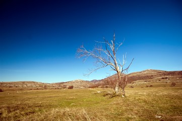 Fototapeta premium forest