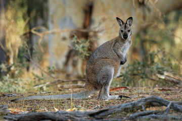 Bennett's wallaby - Macropus rufogriseus, also red-necked wallaby, medium-sized macropod marsupial,...