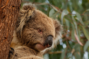 Koala - Phascolarctos cinereus on the tree in Australia, eating, climbing on eucaluptus
