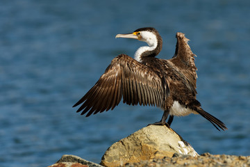 Pied Shag - Phalacrocorax varius - karuhiruhi drying its wings and feathers after the sea hunting. Australia, New Zealand. Black and white cormorant with green eye and sharp beak