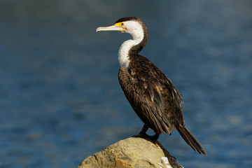 Pied Shag - Phalacrocorax varius - karuhiruhi drying its wings and feathers after the sea hunting. Australia, New Zealand. Black and white cormorant with green eye and sharp beak