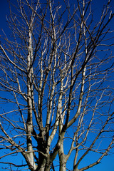 Tree in winter season