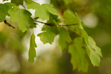 green oak leaves grow on a tree branch closeup