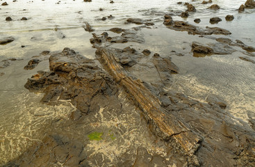 Landscape New Zealand Curio Bay - coast with the prehistoric fossils wood, site of a petrified forest some 180 million years old