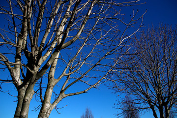 Tree in winter season