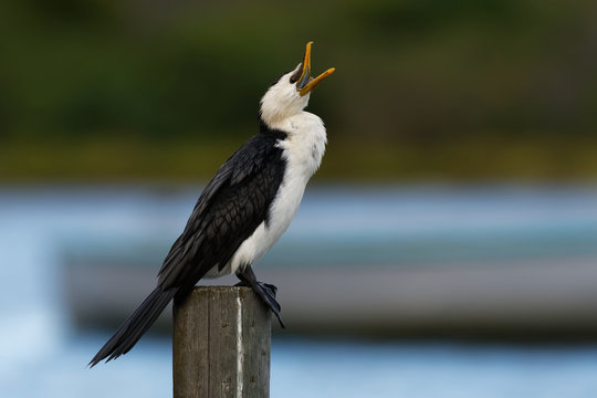 Little Pied Cormorant, Little Shag Or Kawaupaka (Microcarbo Melanoleucos) Drying Its Wings Above The Water, Australia. Black And White Shag With Open Yellow Beak