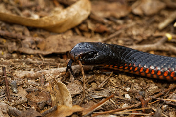 Red-bellied Black Snake - Pseudechis porphyriacus species of elapid snake native to eastern Australia. Black venomous snake with red bottom