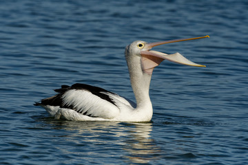 Fototapeta na wymiar The Australian pelican (Pelecanus conspicillatus) with the prey of fish, widespread on the inland and coastal waters of Australia and New Guinea, Fiji