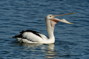 The Australian pelican (Pelecanus conspicillatus) with the prey of fish, widespread on the inland and coastal waters of Australia and New Guinea, Fiji