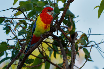 Eastern rosella - Platycercus eximius  is a rosella native to southeast of the Australian continent and to Tasmania, introduced to New Zealand, feral populations are found in the North Island