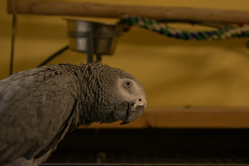 An African Gray Parrot On Top of Her Cage Looking at the Camera with a Yellow Background