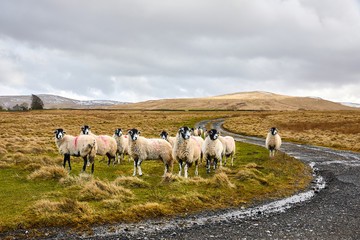 Obraz premium Flock of sheep together with one sheep standing alone. S curve road around edge of the image on an overcast day in the Lake District, Cumbria in UK