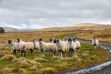 Flock of sheep together with one sheep standing alone. S curve road around edge of the image on an overcast day in the Lake District, Cumbria in UK