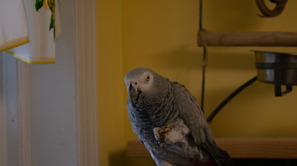 An African Grey Parrot Holding a Peanut and Looking at the Camera