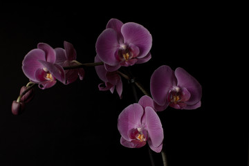 Fototapeta na wymiar Isolated purple or violet orchid flower against black background