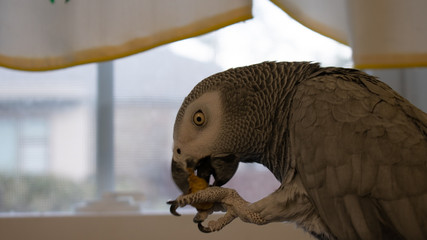 An African Gray Parrot Eating a Peanut On Top of a Cage With a Window in the Background