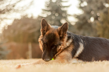 A junior german shepherd dog resting and playing with a ball in a backyard