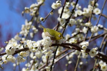 梅の花とメジロ