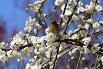 梅の花とメジロ