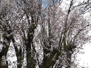 flowering plum tree in the garden