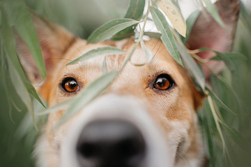 mixed breed dog portrait outdoors in summer, close up on the eyes