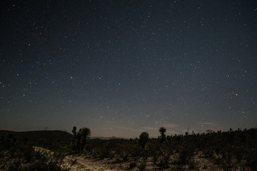 Desert night