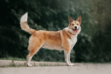 Naklejka na ściany i meble happy red and white mixed breed dog standing outdoors