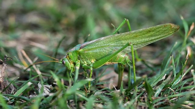 Big green locust female lays eggs