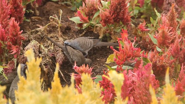 Barred ground dove (zebra-dove, Geopelia striata) flock feeds on seeds among the thickets of Amaranth. Birds of Thailand