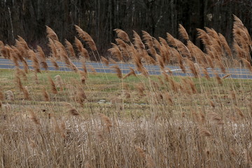 Fototapeta premium The wind is blowing on a cold winter day.