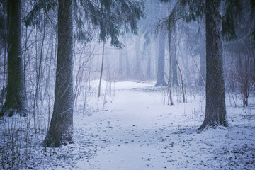 Snowfall in the forest at winter evening.