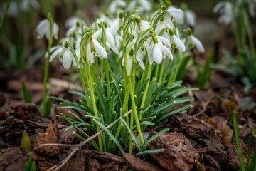 Krokus