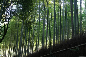 Nara,Japan-February 24, 2020: Bamboo grove path in the winter morning in Arashiyama, Kyoto