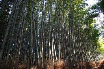 Fototapeta premium Nara,Japan-February 26, 2020: Bamboo grove path in the winter morning in Arashiyama, Kyoto
