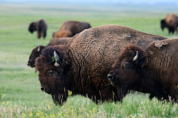 Profile of Bison Moving Across Field © kellyvandellen