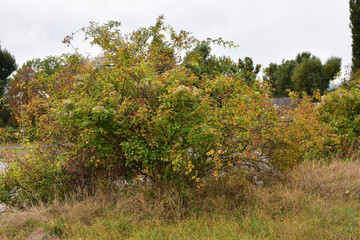 Fototapeta na wymiar Sweetbrier, an ornamental shrub in the withered grass next to the parking lot